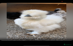 Chickens poultry for sale: Beautiful POL silkie hen  - Image 2