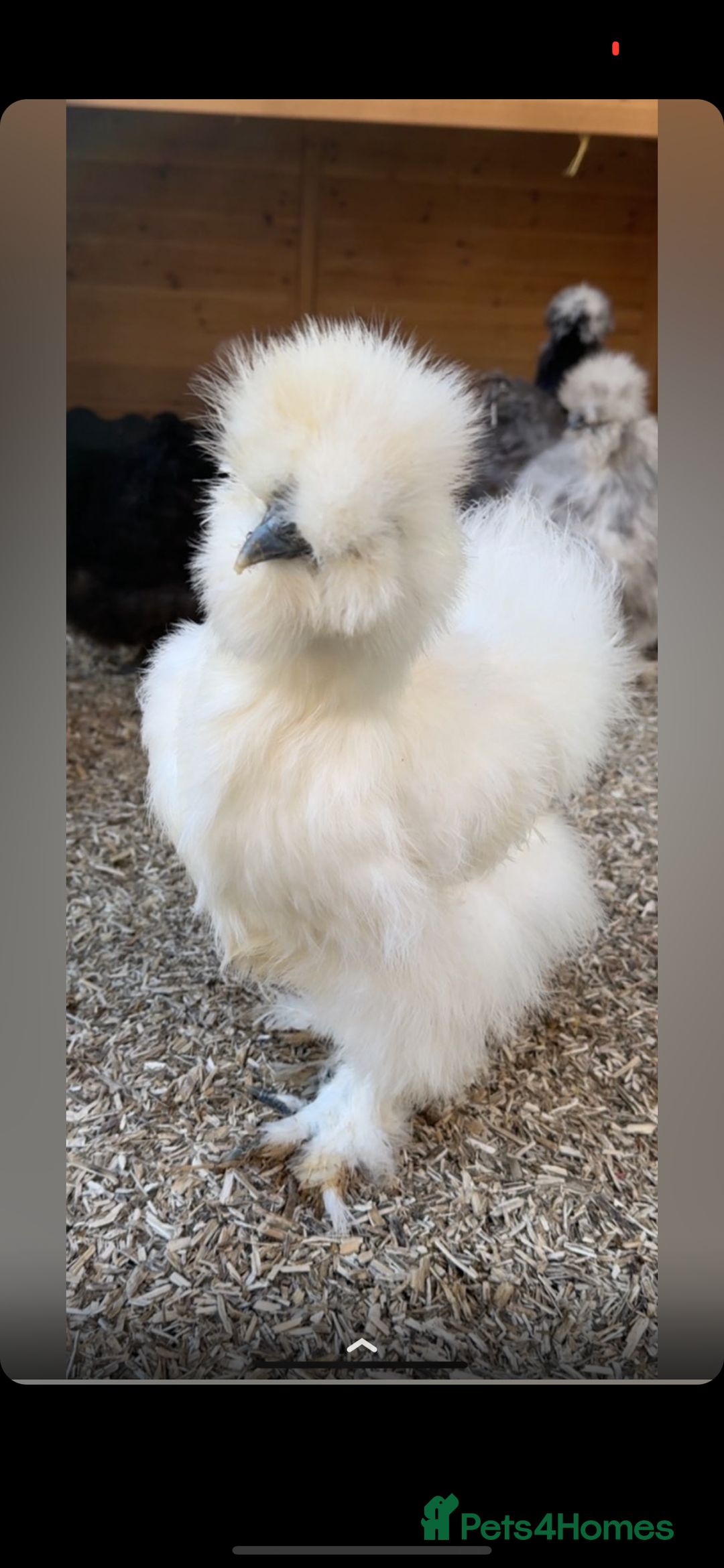 Chickens poultry for sale: Beautiful POL silkie hen  - Image 2
