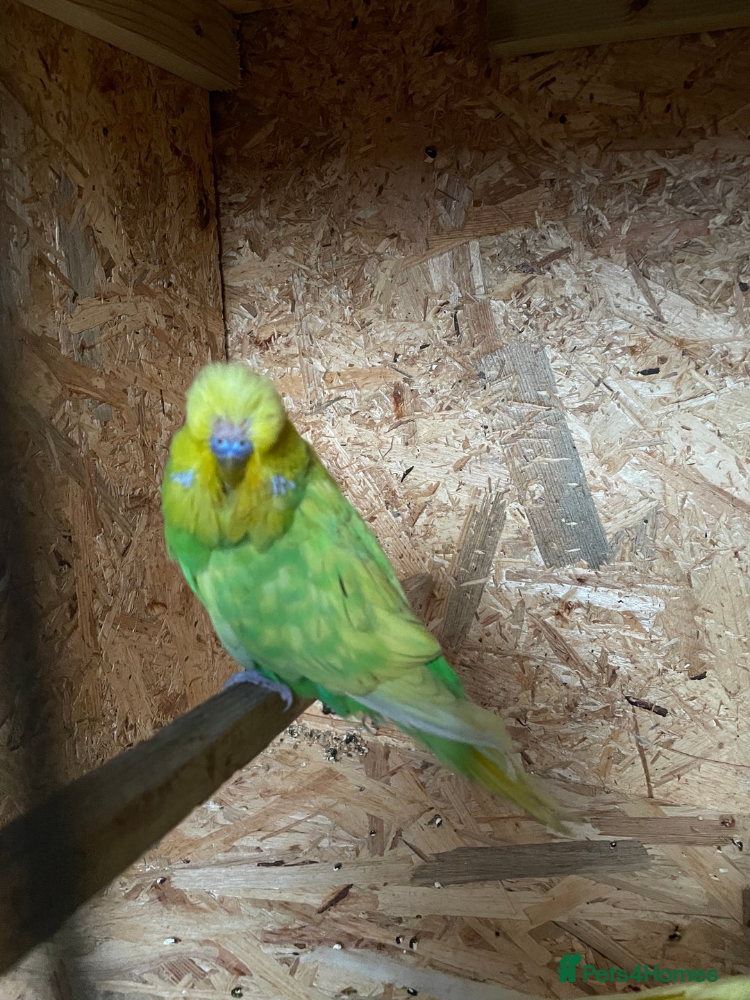 Budgerigars birds for sale: Baby Budgies for sale - Image 8