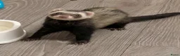 Ferret rodents for sale: Male ferret (castrated) in Preston - Advert 4