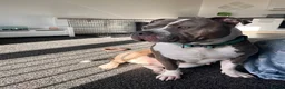 Mixed Breed dogs for sale: Female staffy cross  in Halifax - Advert 7