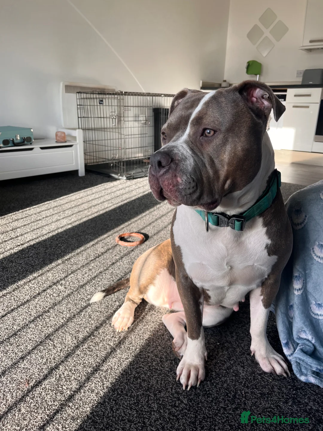 Mixed Breed dogs for sale: Female staffy cross  in Halifax - Advert 7