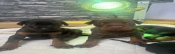 Dobermann dogs for sale: Doberman puppies - Advert 9