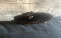 Lionhead rabbits for sale: 7 lionheads bunnies  - Image 3
