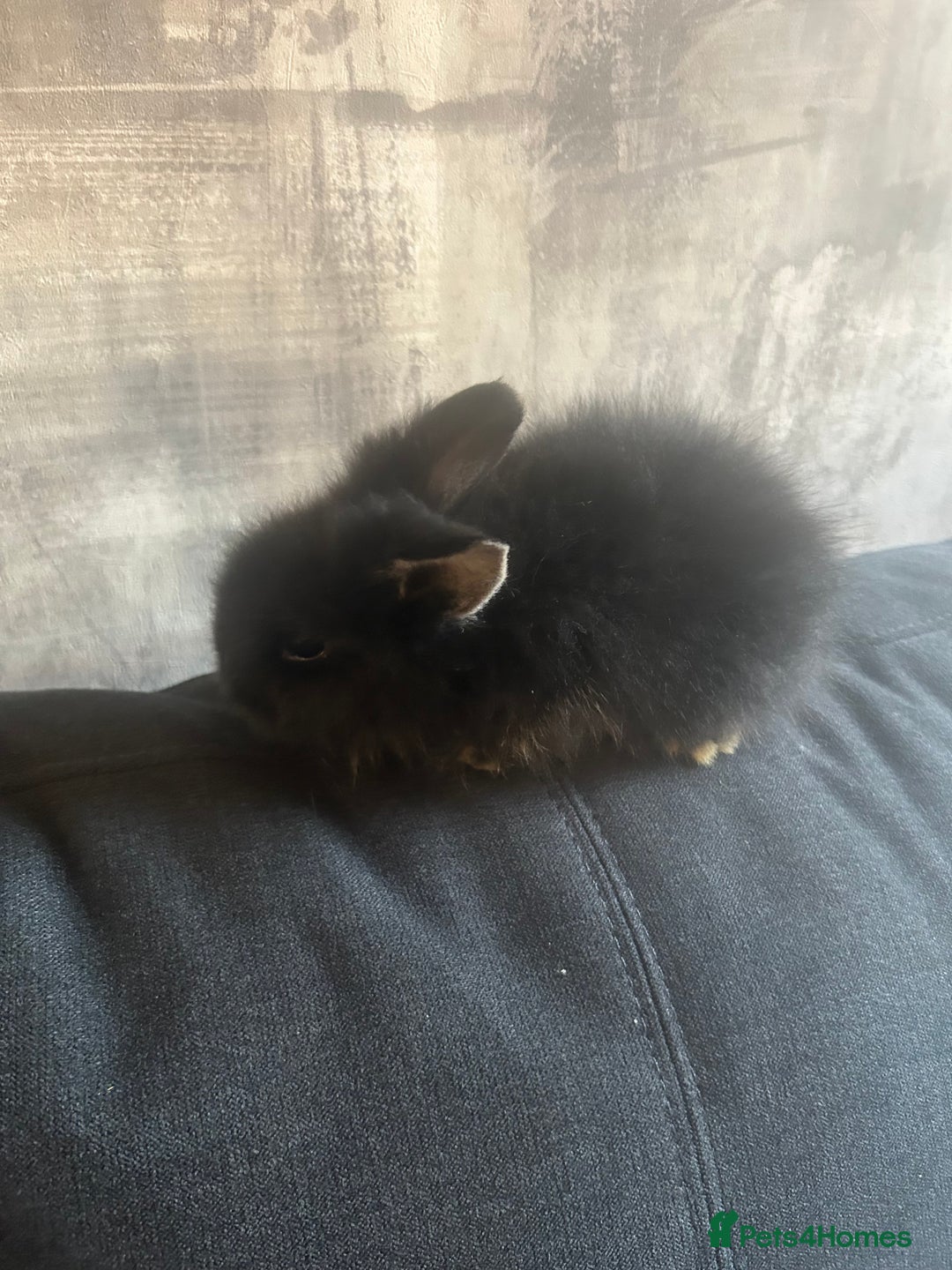 Lionhead rabbits for sale: 7 lionheads bunnies  - Image 3