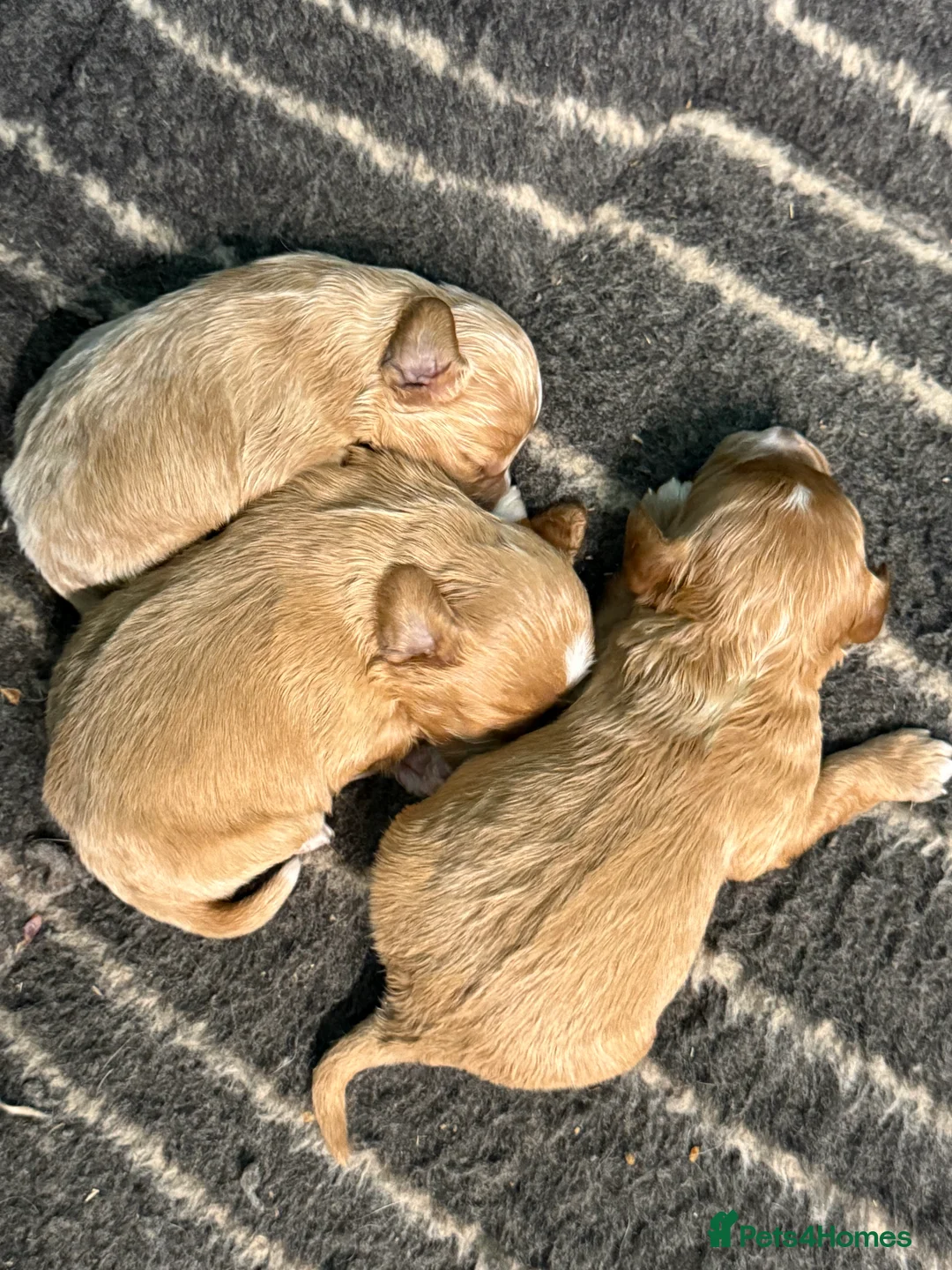 Cavapoo dogs for sale: Stunning F1 - Advert 4