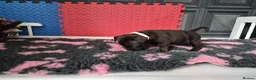 Staffordshire Bull Terrier dogs for sale: Staffordshire bull terrier pups in Leeds - Advert 19