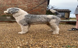 Sheepadoodle dogs for sale: Sheepadoodle Standard Size F1b puppies - Image 10
