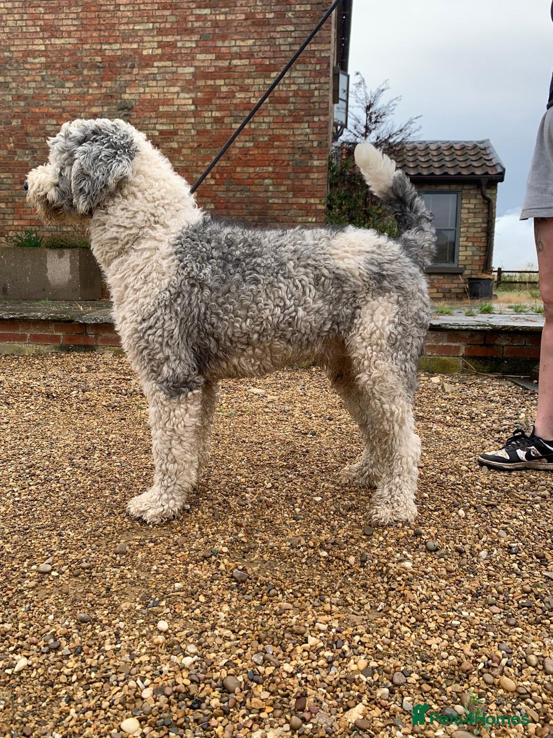 Sheepadoodle dogs for sale: Sheepadoodle Standard Size F1b puppies - Image 10