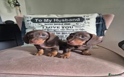 Miniature Dachshund dogs for sale: Miniature Dachshund Puppies for Sale to good home. in Oldham - Image 4