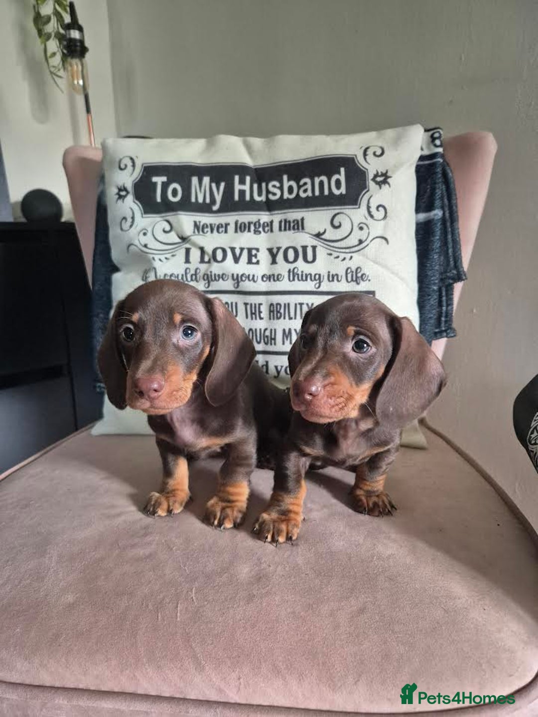 Miniature Dachshund dogs for sale: Miniature Dachshund Puppies for Sale to good home. in Oldham - Image 4