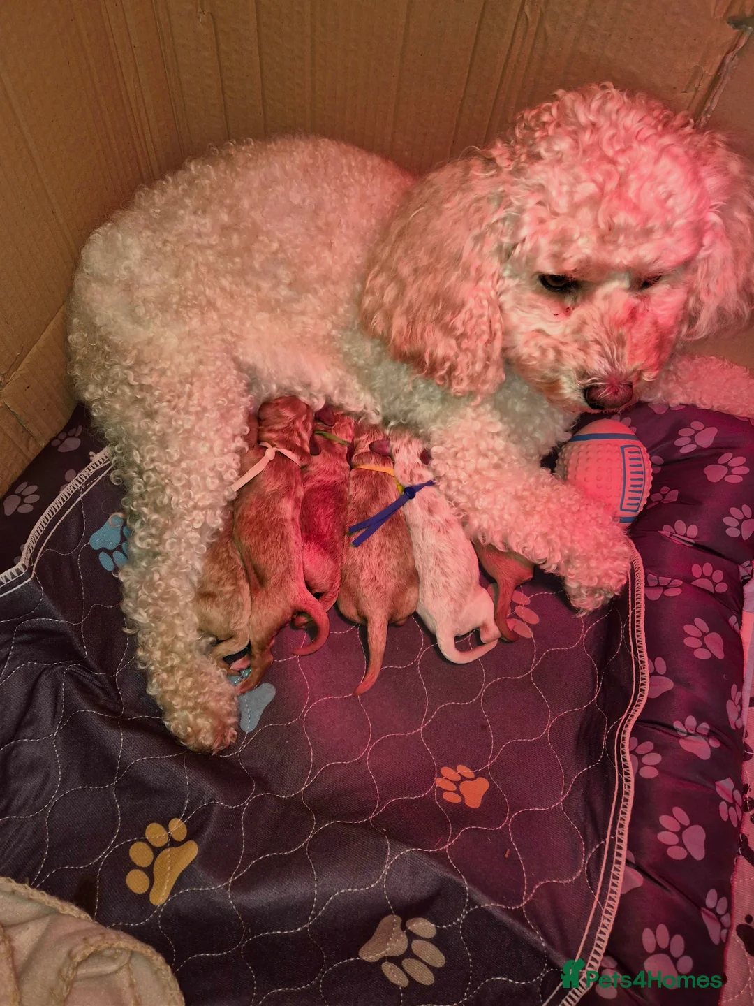 Poochon dogs for sale: Gorgeous Poochon Puppies near Glasgow - Advert 1