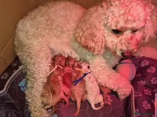 Poochon dogs Gorgeous Poochon Puppies near Glasgow - Advert 1