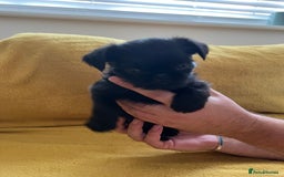 Griffon Bruxellois dogs for sale: Griffon Bruxellois Puppies - Image 14