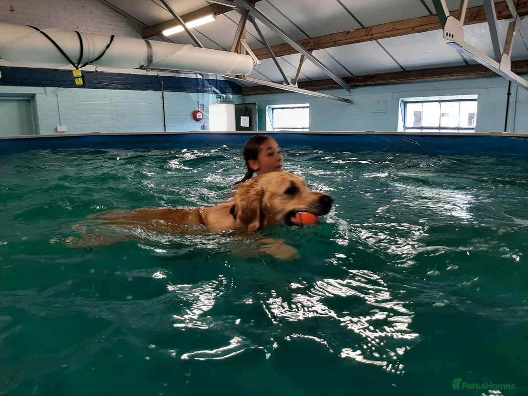 Golden Retriever dogs for stud: A proven gorgeous Golden Retriever for stud in Haywards Heath - Advert 13