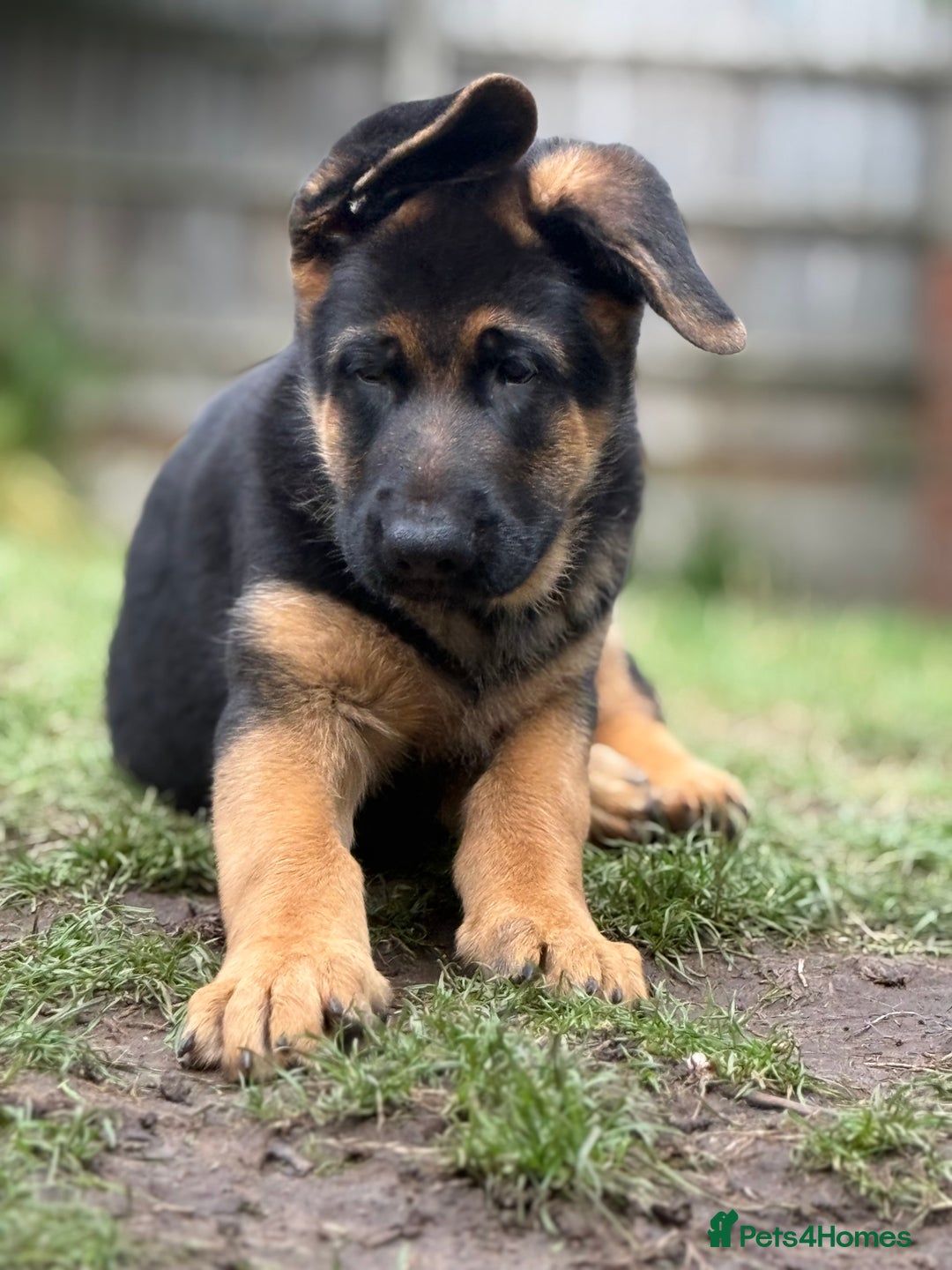 German Shepherd dogs for sale: Stunning litter - Image 4