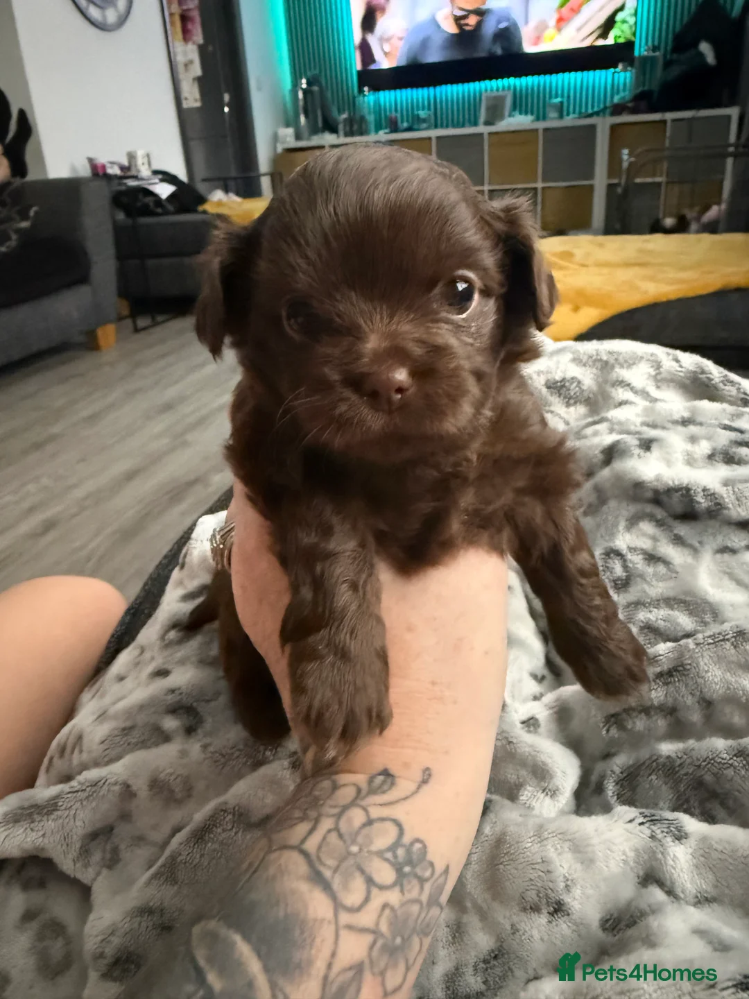 Chihuahua dogs for sale: Chihuahua girls for sale  - Advert 1