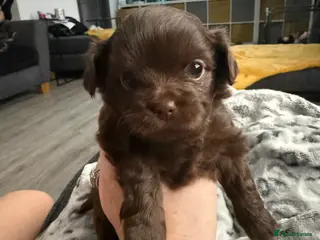 Chihuahua dogs Chihuahua girls for sale - Advert 12