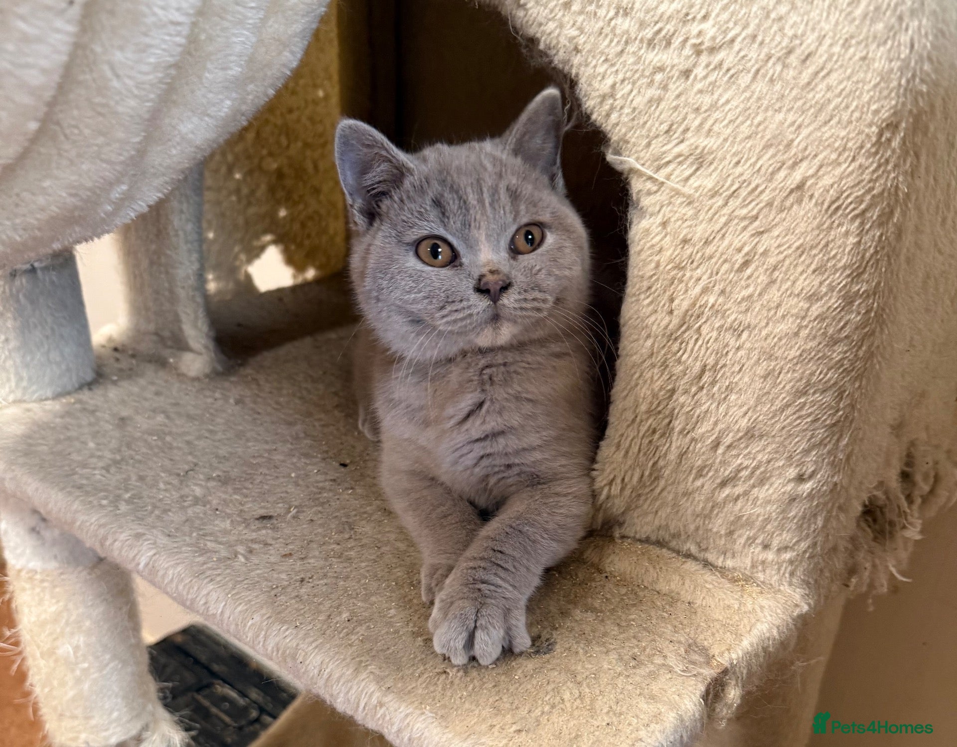 British Shorthair cats for sale: Stunning Lilac & Cream Tortie British Shorthair - Advert 7