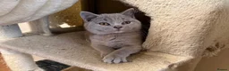 British Shorthair cats for sale: Stunning Lilac & Cream Tortie British Shorthair - Advert 1