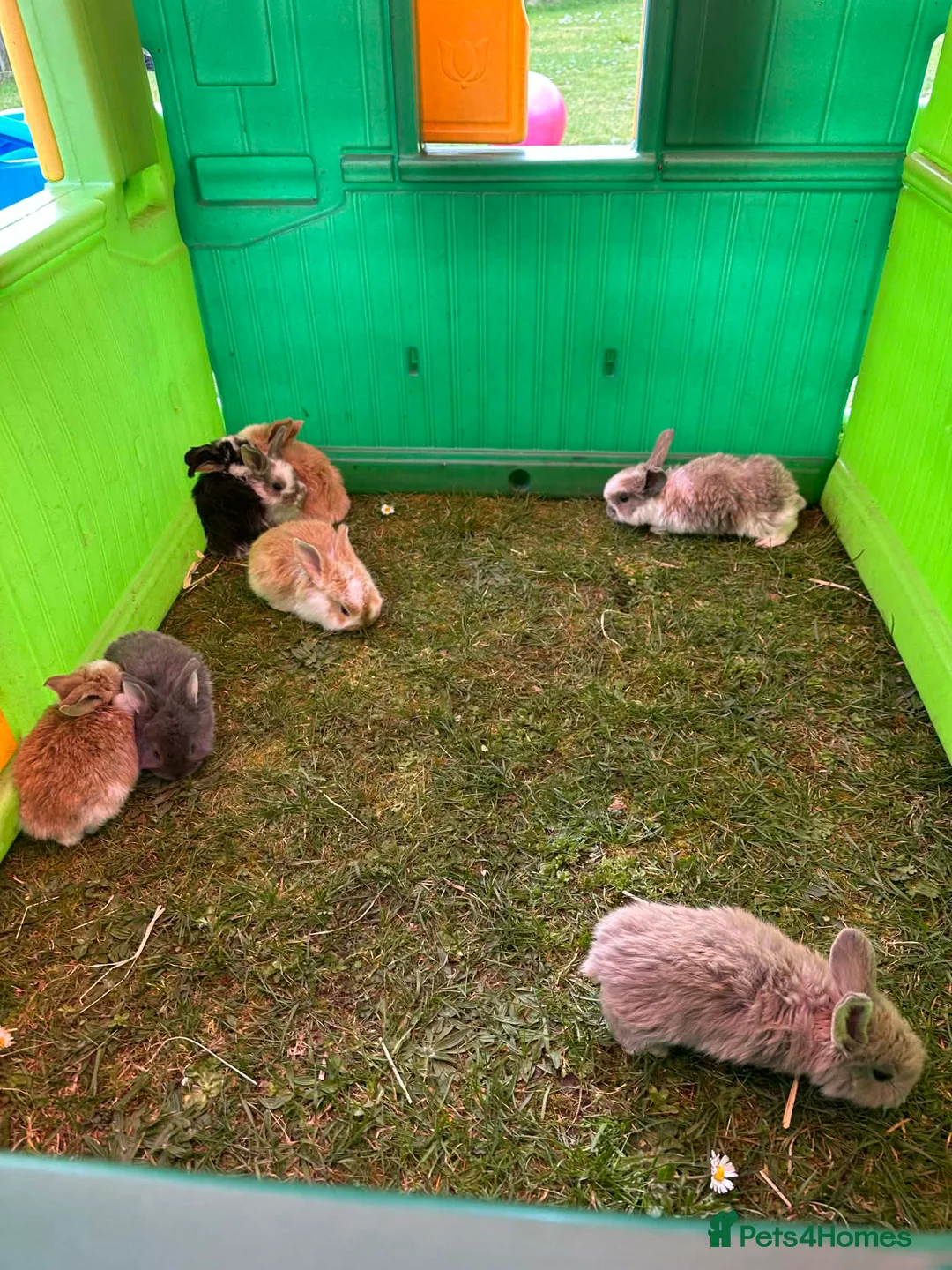 French Lop rabbits for sale: French lop babies in Holt - Advert 1