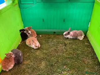 French Lop rabbits French lop babies - Advert 4