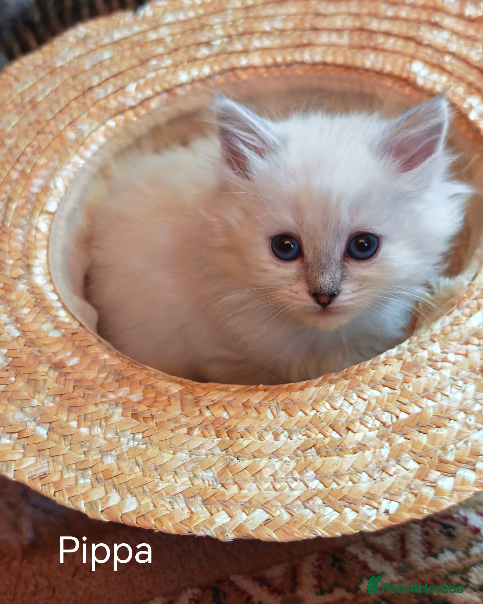 Siberian cats  Siberian babies from GCCF+TICA parents - Advert 2