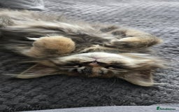 Maine Coon cats for sale: 💗Stunning maincoon kitten willow 💗 - Image 4