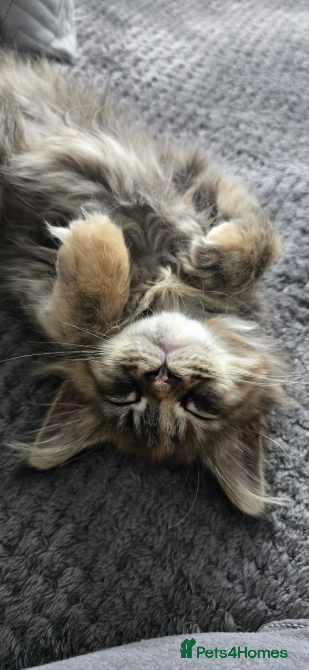Maine Coon cats for sale: 💗Stunning maincoon kitten willow 💗 - Image 4
