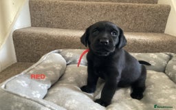 Labrador Retriever dogs for sale: KC Black Labrador Puppies - Image 14