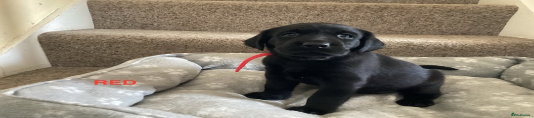 Labrador Retriever Red