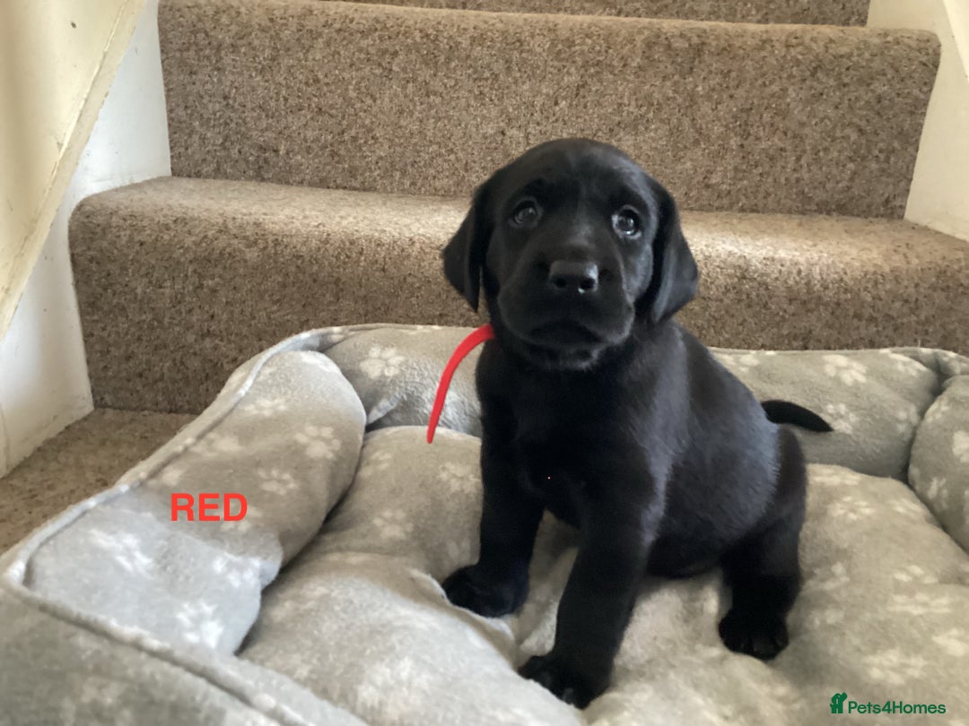 Labrador Retriever dogs for sale: KC Black Labrador Puppies - Image 14