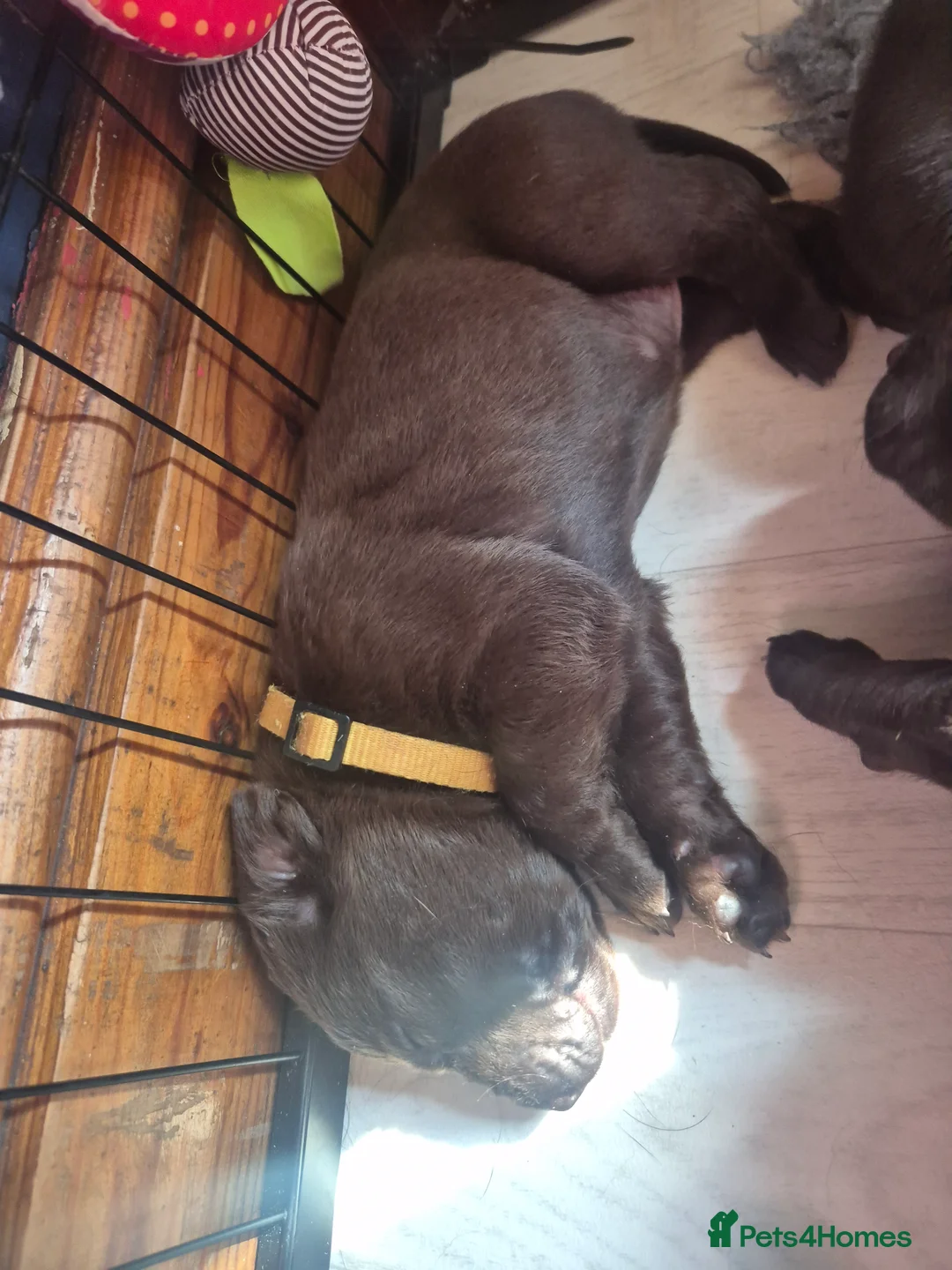 Labrador Retriever dogs for sale: Kc Registered chocolate labradors  - Advert 10