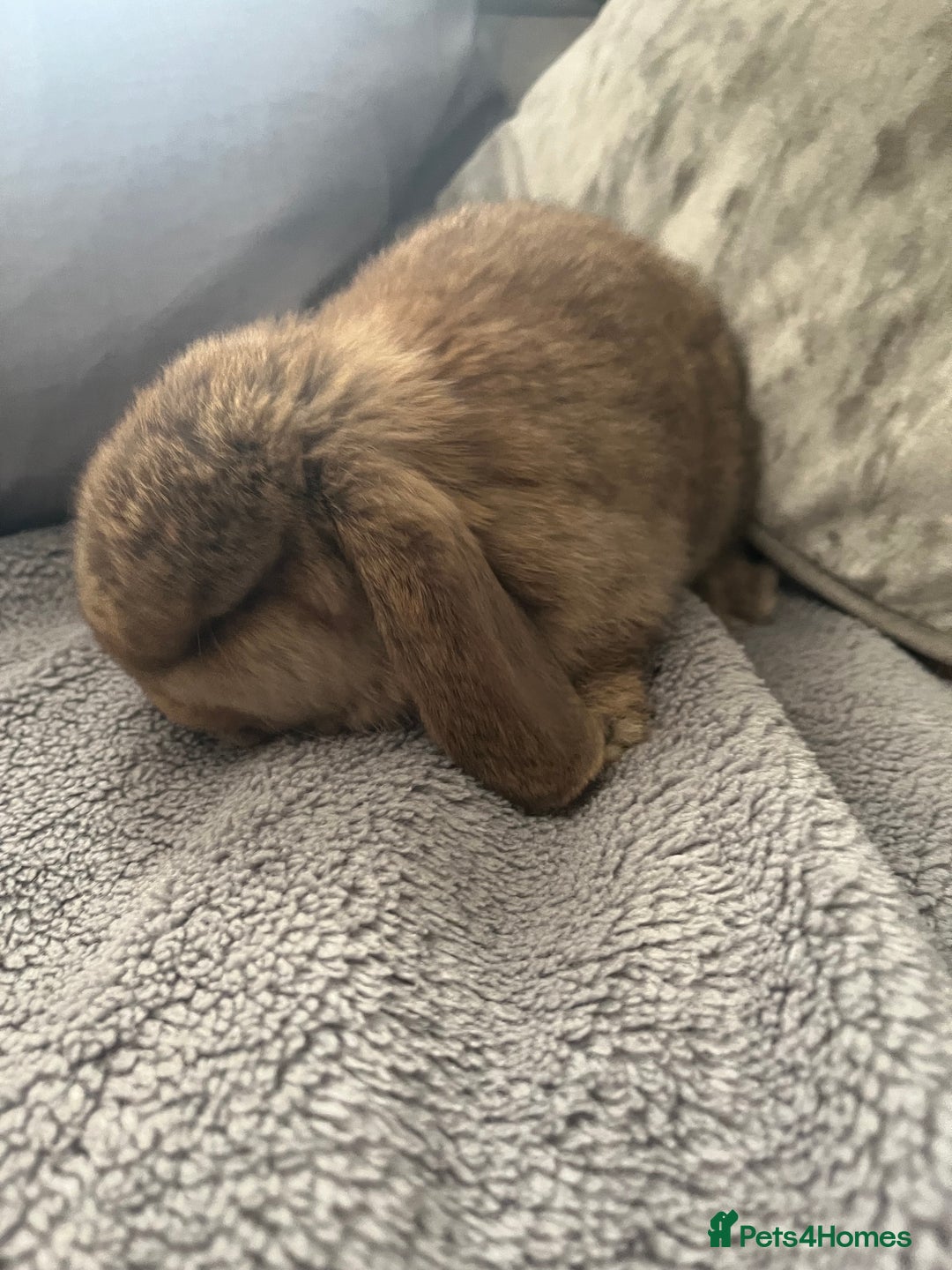 Mini Lop rabbits for sale: Mini lop rabbit - Advert 13