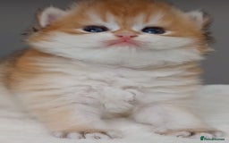 British Shorthair cats for sale: ✨Exclusive Show Quality Golden BSH/BLH babies 🦁  - Image 2