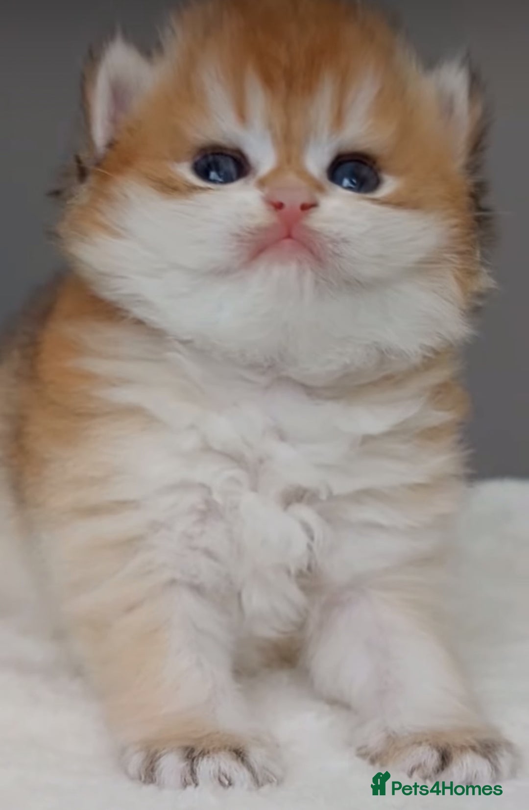 British Shorthair cats for sale: ✨Exclusive Show Quality Golden BSH/BLH babies 🦁  - Image 2