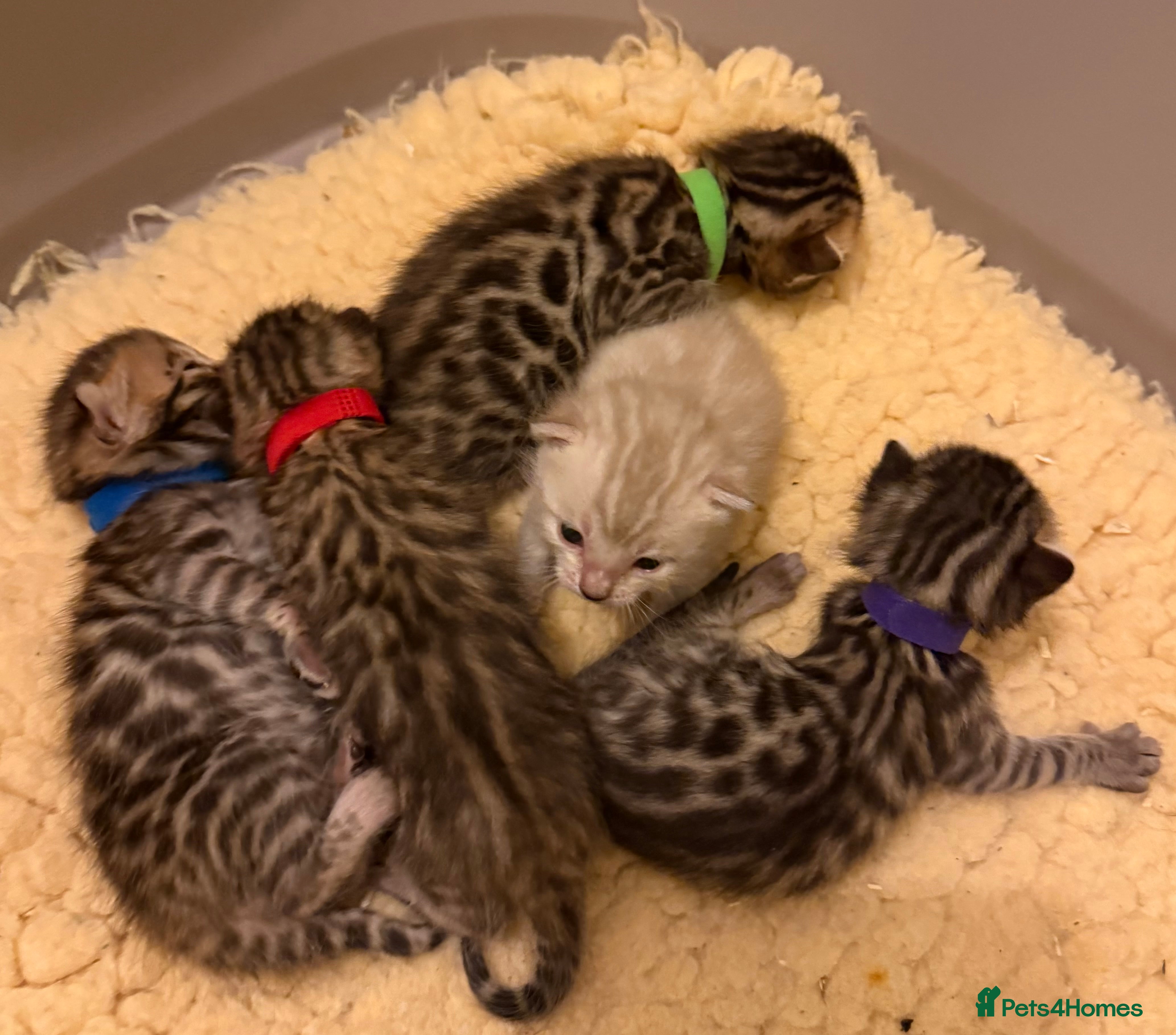 Bengal cats TICA 🐾 Health Tested 🐆 Bengal Kittens ❤️  - Advert 1