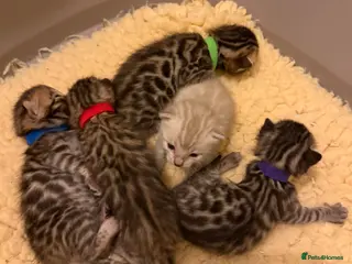 Bengal cats TICA 🐾 Health Tested 🐆 Bengal Kittens ❤️ - Advert 1