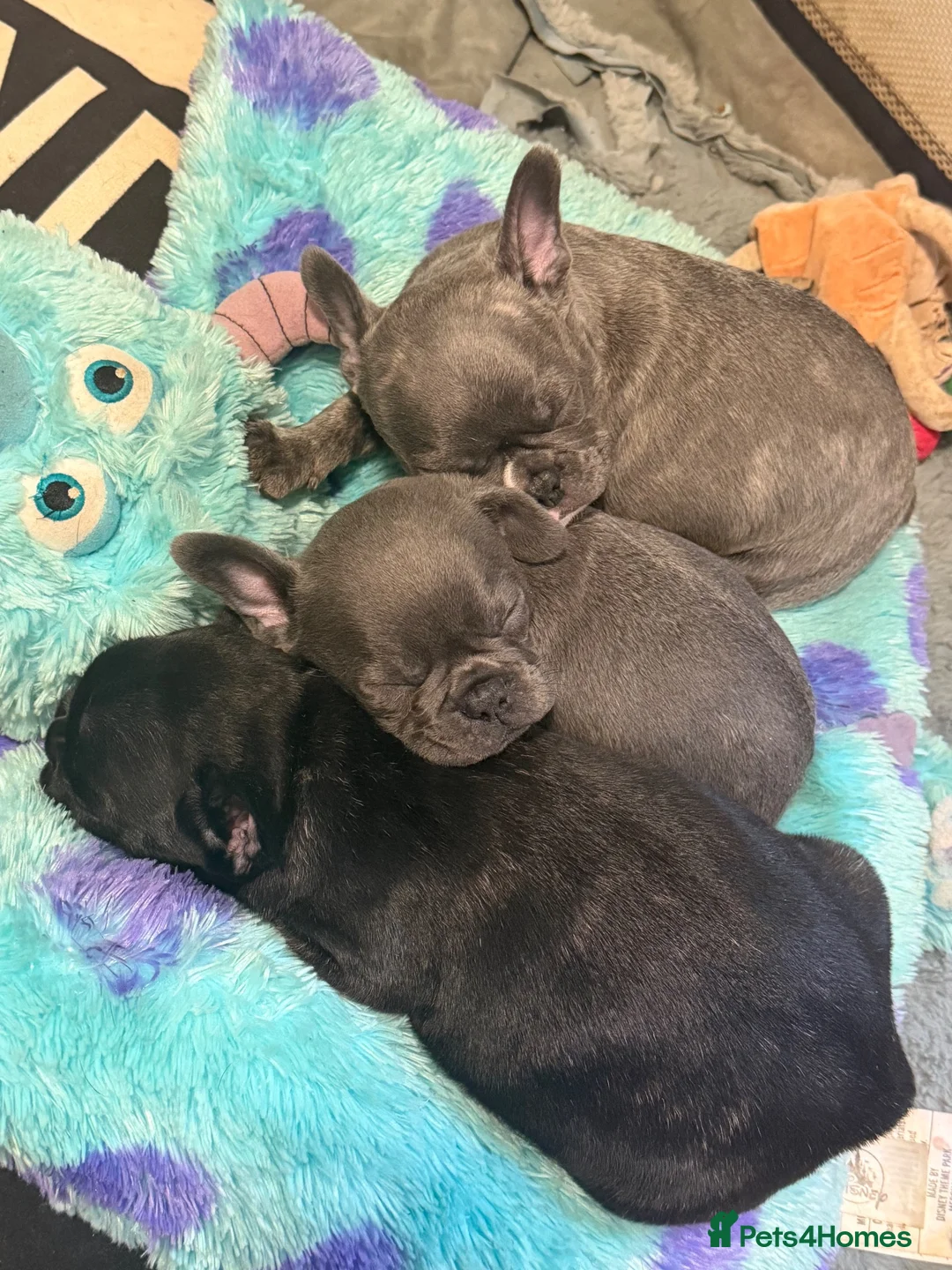 French Bulldog dogs for sale: 3 Beautiful French Bulldog Males  - Advert 1
