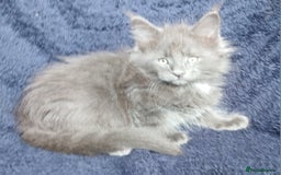 Maine Coon cats for sale: Beautiful TICA reg Maine Coon kittens - Image 5