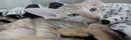 Oriental cats for sale: Friendly loving female  - Advert 8