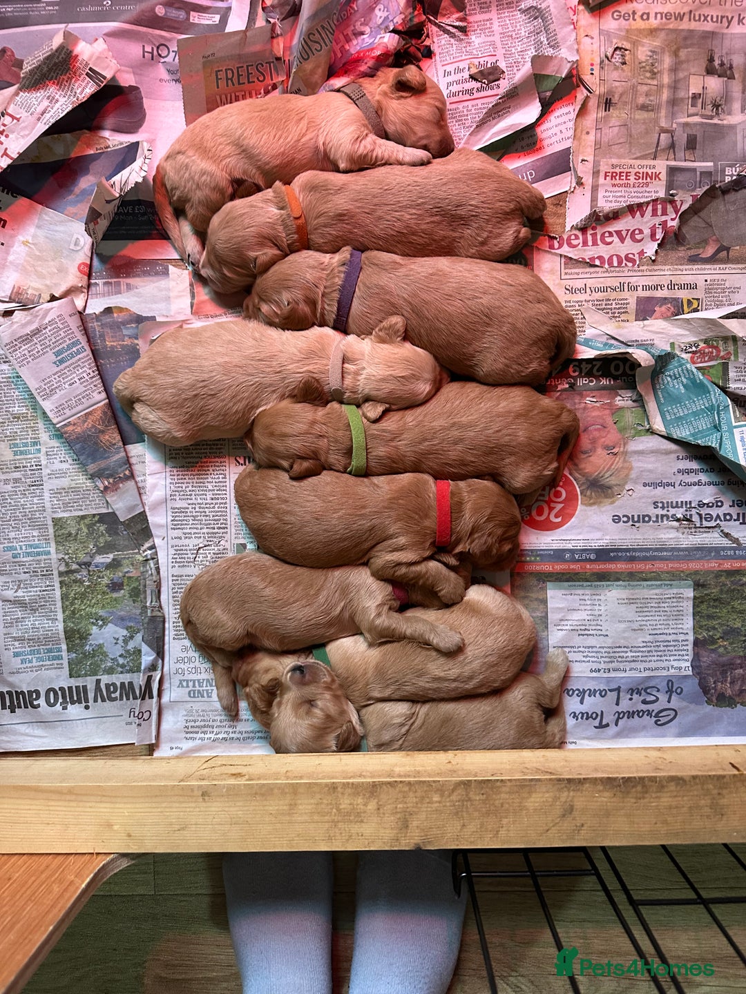 Goldendoodle dogs for sale: F1 Miniature goldendoodles  - Advert 5