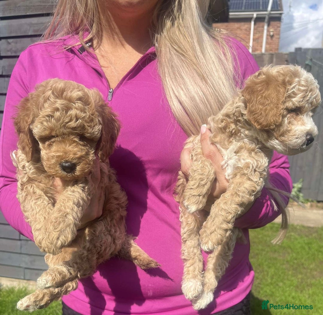 Cavapoo dogs for sale: Cavapoo girls and boys  - Image 5