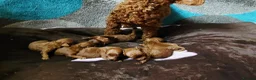 Toy Poodle dogs for sale: Beautiful Red Toy Poodle Puppies  in Dagenham - Advert 7