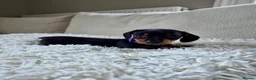 Miniature Dachshund dogs for sale: KC REGISTERED MINIATURE DACHSHUND PUPPIES - Advert 2