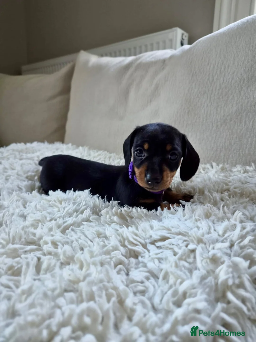 Miniature Dachshund dogs for sale: KC REGISTERED MINIATURE DACHSHUND PUPPIES - Advert 2