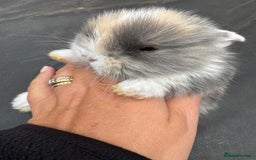 Mini Lop rabbits for sale: Pure bred mini lop baby bunnies. (Very friendly) - Image 6