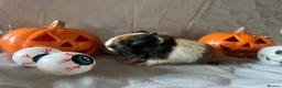 Guinea Pig rodents for sale: Skinny pigs sows & funky boys  - Advert 18