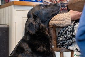 Goldendoodle dogs - Advert 1