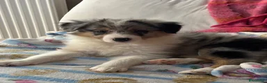 Merlin